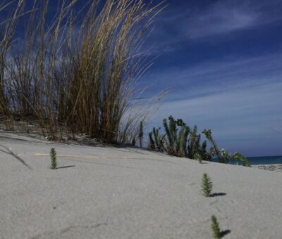 Dune di Porto Pino foto di Gianluca Olivieri